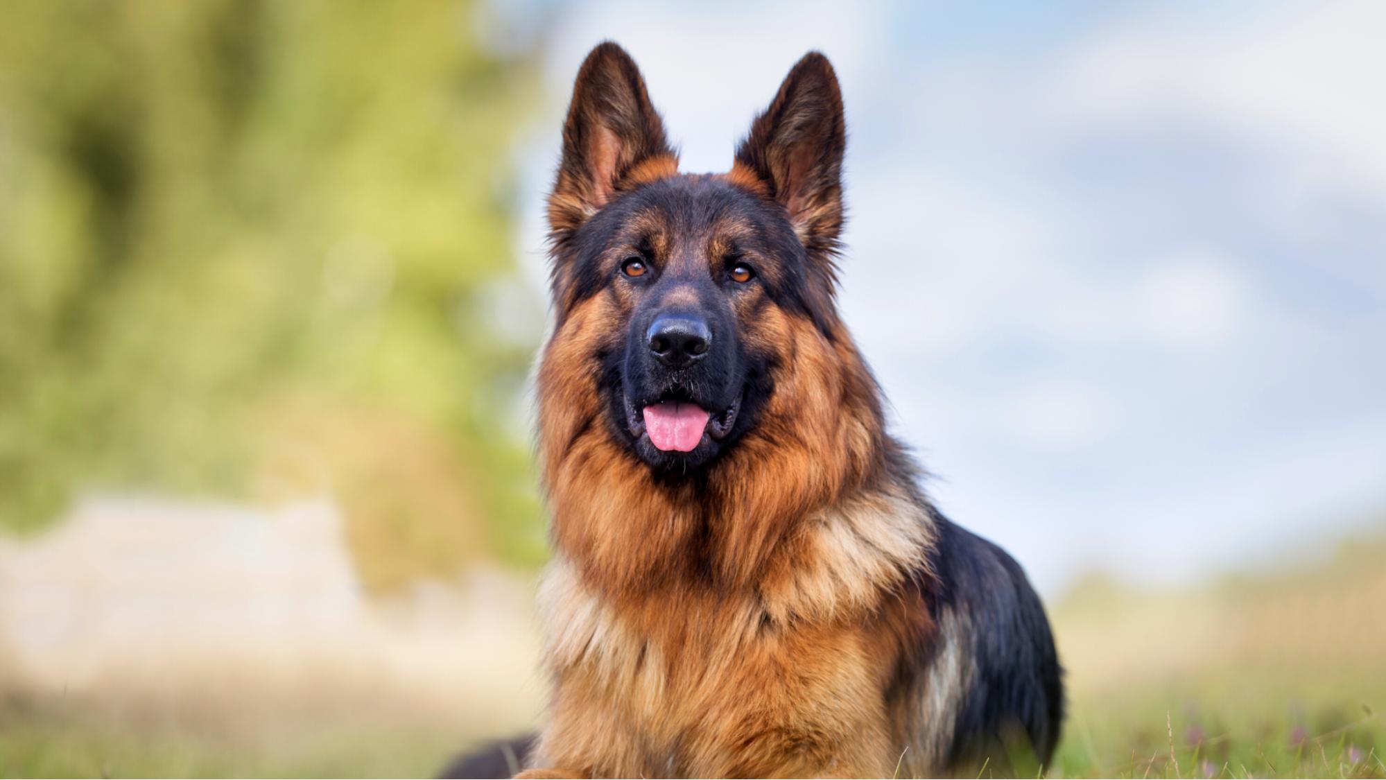 What Are the Pros and Cons of CBD For Dogs?